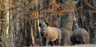 Alertă: Pestă porcină africană la mistreții din patru fonduri de vânătoare din județul!