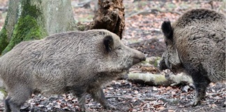 Mistreți de pe două fonduri de vânătoare, depistați cu pestă porcină africană