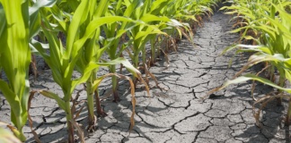 Aproape 48 de milioane de lei despăgubiri pentru daunele produse de secetă. Fermierii vasluieni, printre cei mai corecți din țară