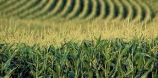 Atenție la cultivarea plantelor modificate genetic!