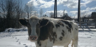 Feriți animalele de ger și zapadă!