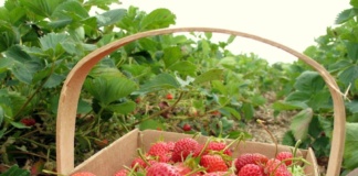 900 locuri de muncă la cules de fructe în Spania, prin intermediul EURES România