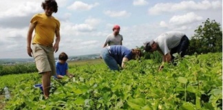 EURES – Locuri de muncă în Portugalia şi Danemarca, pentru culegători de mazăre