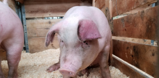 Focar de pestă porcină africană în comuna Băcani