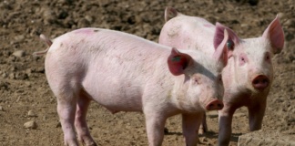 Focar de pestă porcină africană în comuna Banca