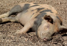 Focar de pestă porcină africană la Duda-Epureni. Autoritățile anunță restricții severe și zone de protecție