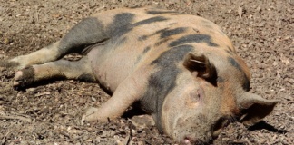 Și-a tăiat piciorul la sacrificarea porcului
