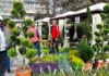 „Serbarea Florilor” revine la Vaslui! Zeci de expozanți aduc flori spectaculoase și plante decorative în Centrul Civic