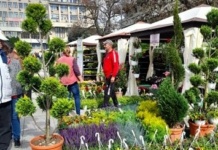 „Serbarea Florilor” revine la Vaslui! Zeci de expozanți aduc flori spectaculoase și plante decorative în Centrul Civic