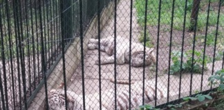 De 1 Iunie, gratis la Zoo Bârlad