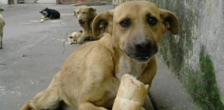 Primăria Negrești „angajează” firmă pentru capturarea a 600 de maidanezi