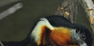 Zoo Bârlad cumpără două veverițe și o bufniță