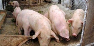 Încă un caz de pestă porcină africană în județ, la Rateșu Cuzei