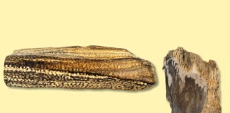 Plante pietrificate de acum 20 de milioane de ani, expuse la muzeul bârlădean