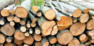 Doi tineri vasluieni, arestați pentru că au furat lemne noaptea din pădure
