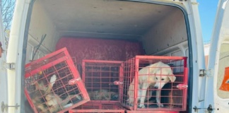 Câinii vagabonzi, o mare problemă în satele vasluiene