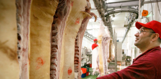 Inspectorii DSV au început monitorizarea pestei porcine și a trichinelozei înainte de Crăciun