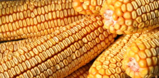 Preţurile medii la produsele agricole pentru anul fiscal 2022