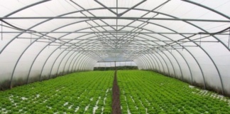 Direcția pentru Agricultură anunță condițiile pentru acordarea ajutorului de minimis la producția de legume în spații protejate