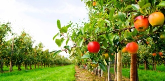 În județul Vaslui se vor planta 100 de hectare de livadă