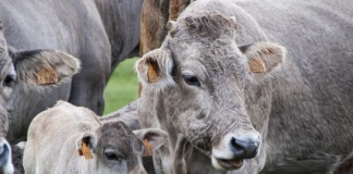 APIA eliberează adeverințe pentru solicitanții schemei de ajutor de stat în sectorul creșterii animalelor