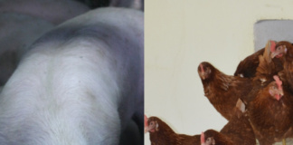 APIA primește cereri de plată pentru Măsura 14 „Bunăstarea animalelor”