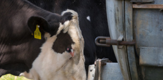 Fermierii pot depune cereri pentru eliberarea de adeverinţe pe măsura privind bunăstarea animalelor