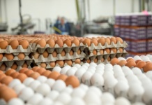 Statisticienii spun că prețul ouălor a crescut cel mai mult la Vaslui – 30%