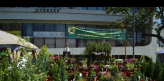 Primăria Vaslui pregătește Serbarea Florilor