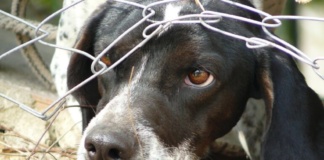 Pedepse mult mai dure pentru actele de cruzime sau violență asupra animalelor