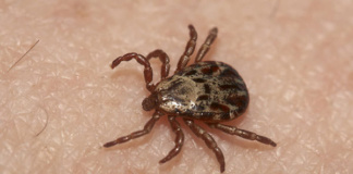 Atenție la căpușe! Mușcătura micii insecte poate fi fatală!