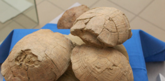Țestoase vechi de 7-8 milioane de ani, descoperite la Crețești. Noua specie, numită după Valea Lohanului