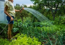Autoritățile atenționează: Nu folosiți apa pentru udatul grădinilor!