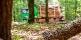 Acțiuni ale polițiștilor pentru protejarea fondului forestier