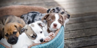 Primul târg de adopții pentru câinii cazați în adăpostul public din Vaslui