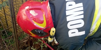 Pompierii vasluieni au salvat un câine