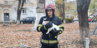 Cinci pisici salvate dintr-un incendiu la Bârlad