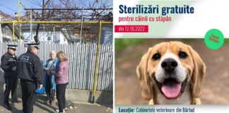 Autoritățile bârlădene, campanie de informare pe tema sterilizării gratuite a câinilor cu stăpân