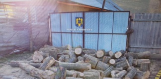 Arestați pentru tăieri ilegale și furt de lemne