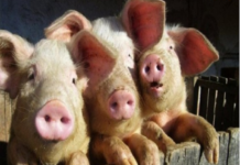 IZVOR DE APĂ VIE: TRADIŢII ŞI OBICEIURI DE IGNAT SAU INĂTOAREA