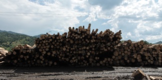 Muzeul bârlădean începe anul cu un nou documentar: „Lemn/Wood”