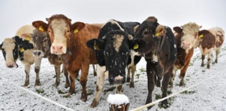 A venit iarna și în județul Vaslui! Protejați animalele de ger și zapadă!