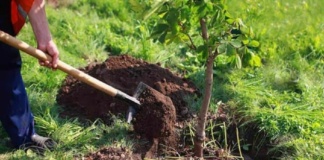 17 proiecte de împădurire, pe o suprafață de 187,11 ha și cu o valoare de 14 milioane, vor fi implementate