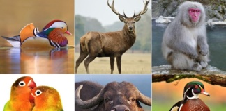 Zoo Bârlad va primi noi exemplare: Cerb Carpatin, Rațe Mandarin, Bivol, Rațe Carolina
