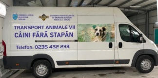 Gata cu maidanezii de pe străzile Bârladului! Reiser va începe capturarea lor!