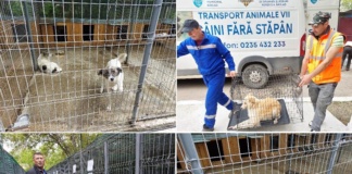 Reiser SA Bârlad a debutat cu dreptul la capturarea maidanezilor: 76 de câini într-o săptămână!