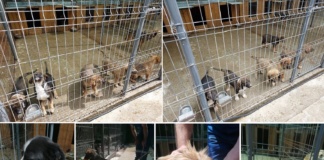 Târg de adopții pentru câinii fără stăpân la Vaslui