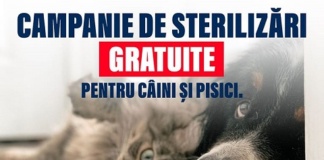 Bârlădenii care au câini și pisici, așteptați la campania de sterilizare gratuită