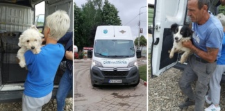 Un ONG din Focșani a adoptat 13 câini din padocul public al Bârladului