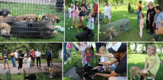Primul târg de adopție la Bârlad: cinci căței au fost adoptați!
